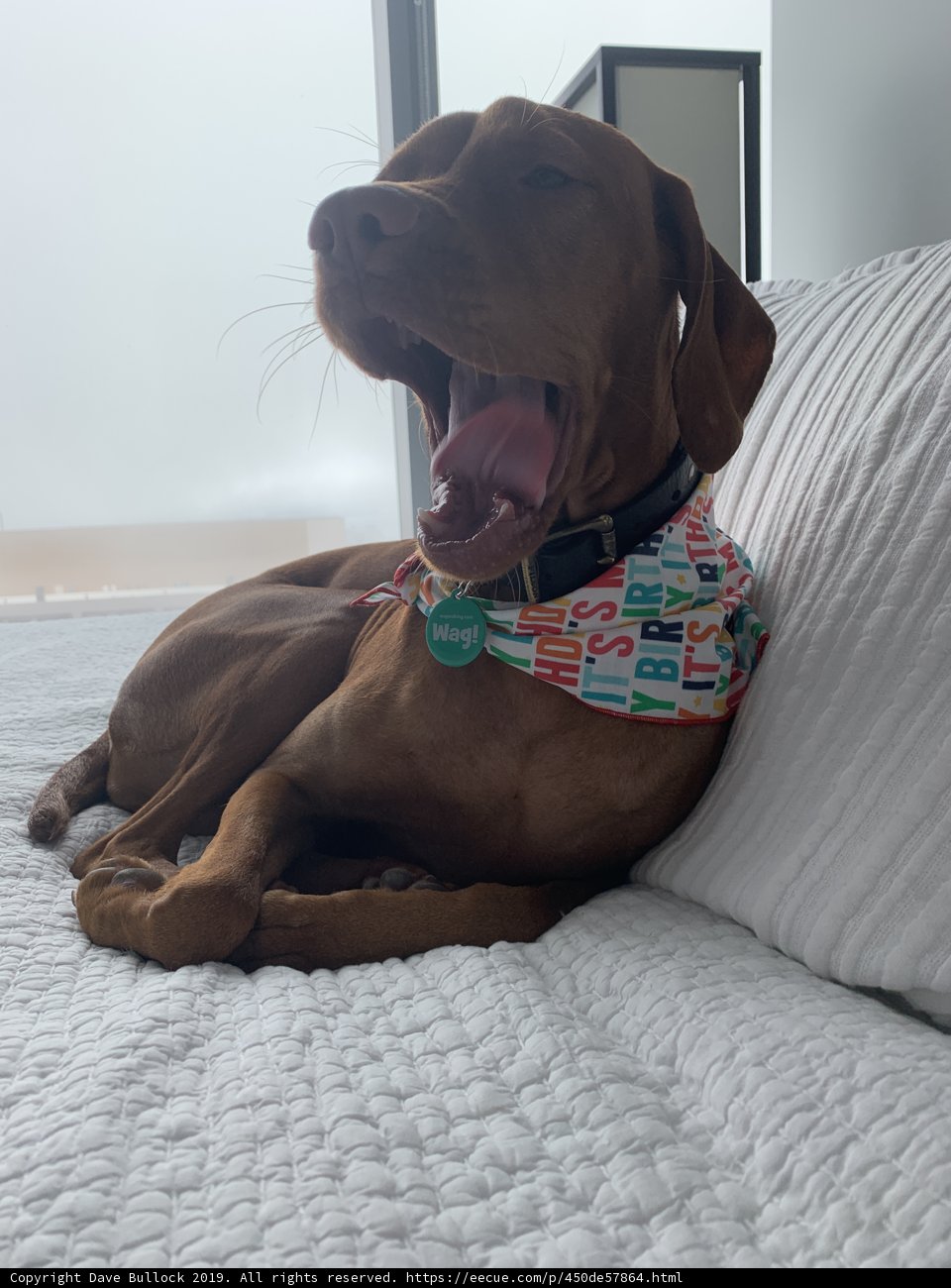 Snoozin' Vizsla