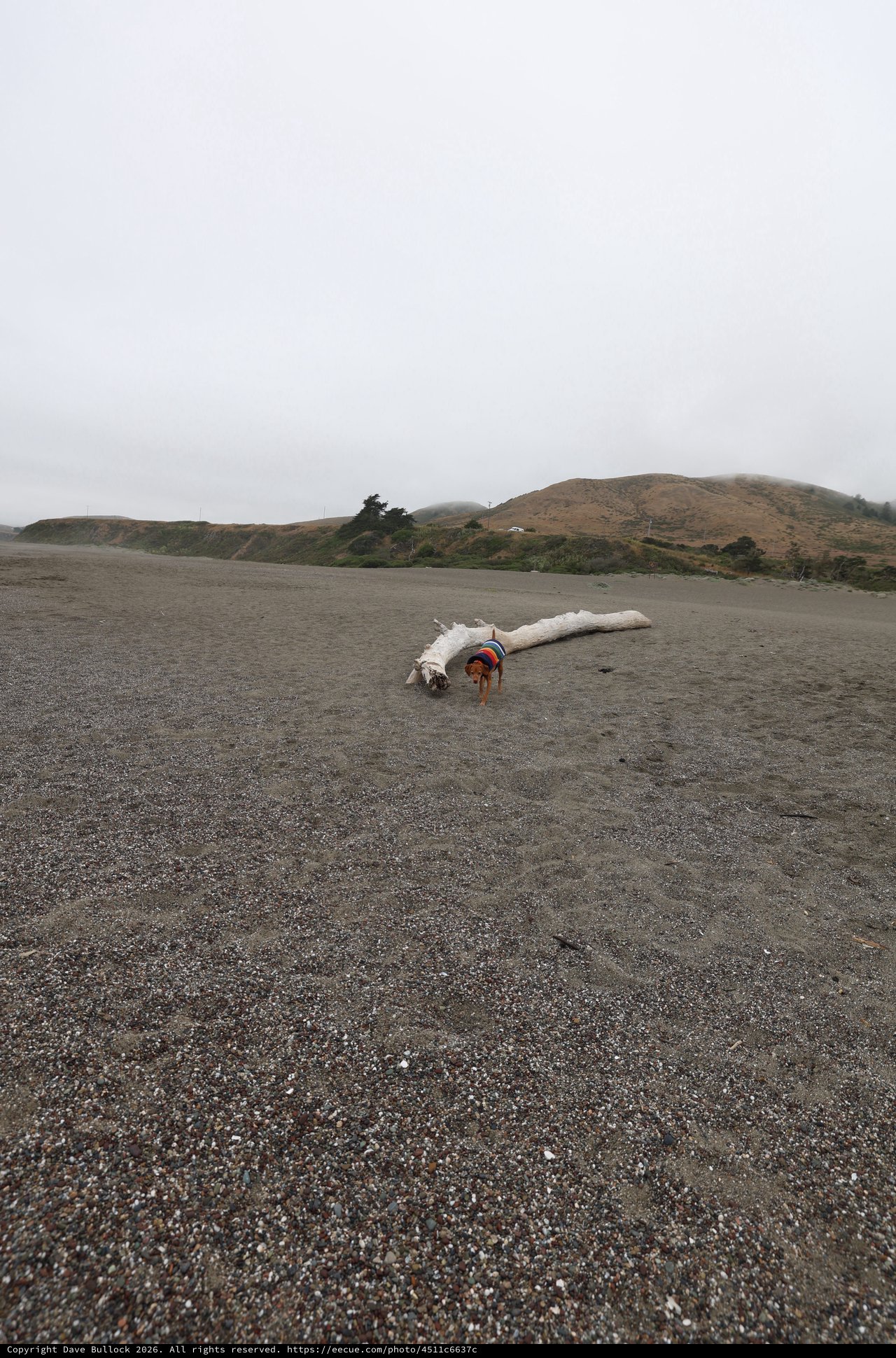 Small Dog Explores Driftwood on Foggy Northern California Beach