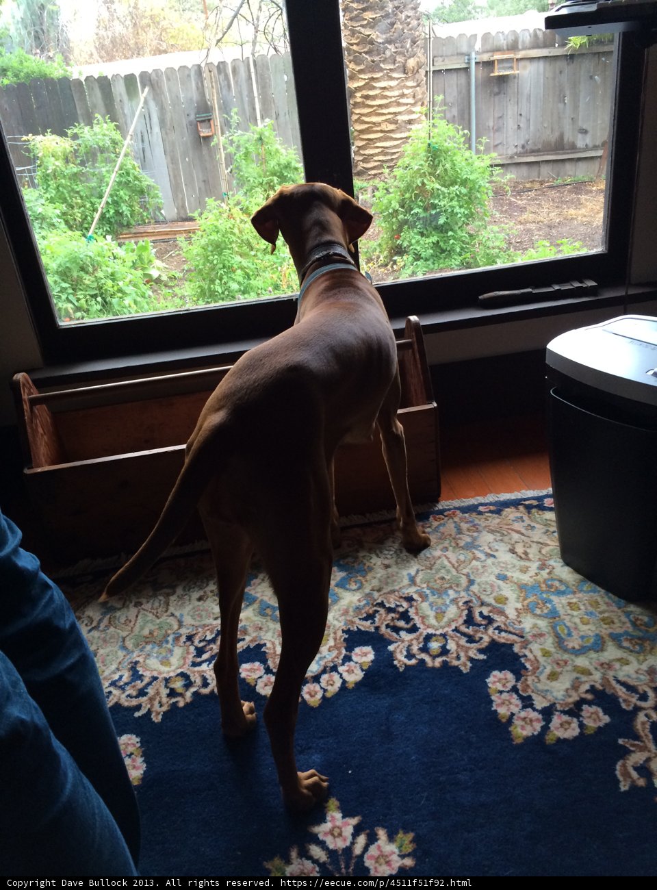 Dog and Cat Watch