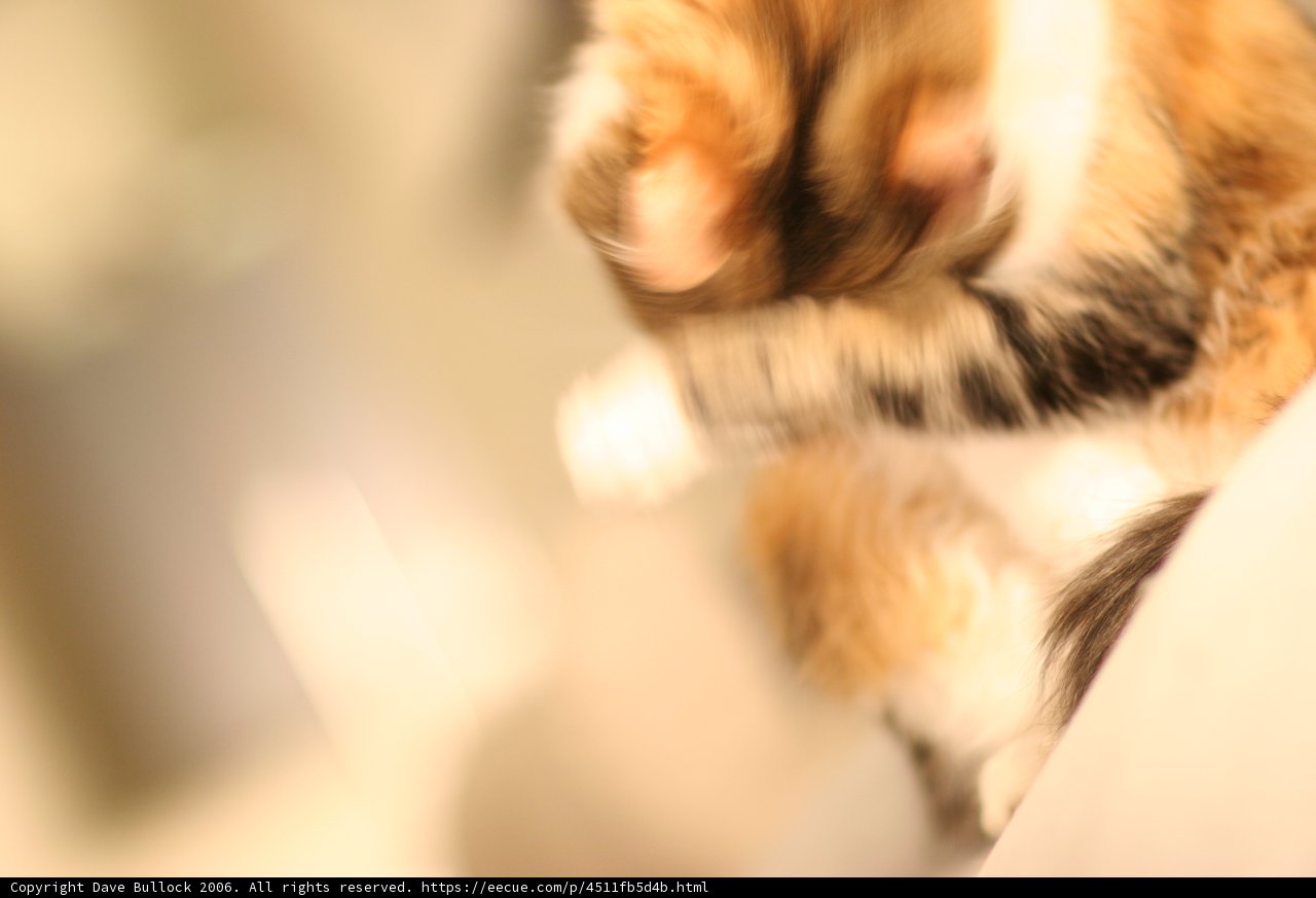 Puzzled kitty