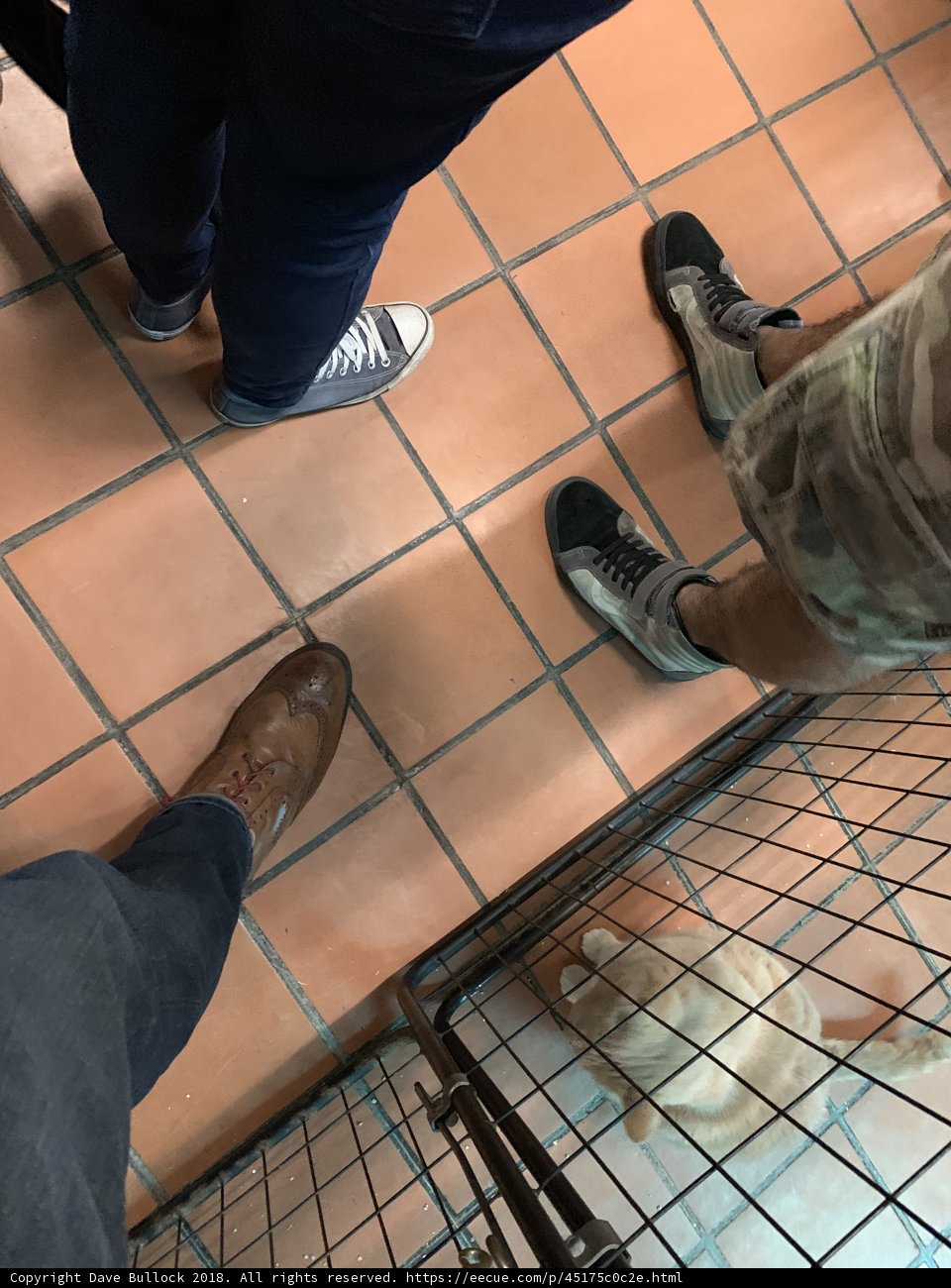 The Human and Canine Inmates