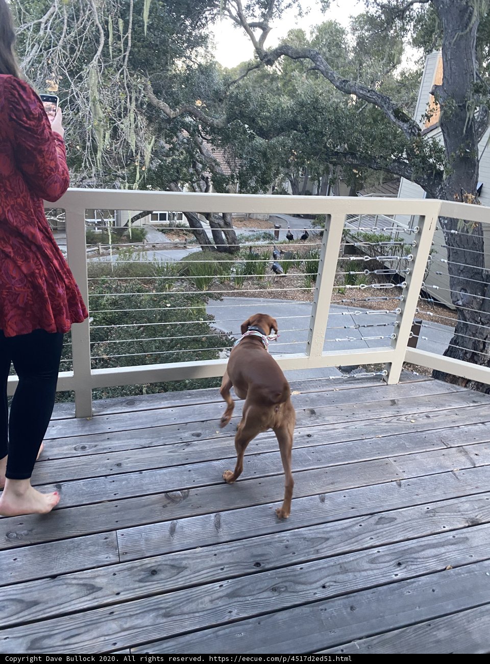 Woman and Dog Enjoying the Morning on the Porch