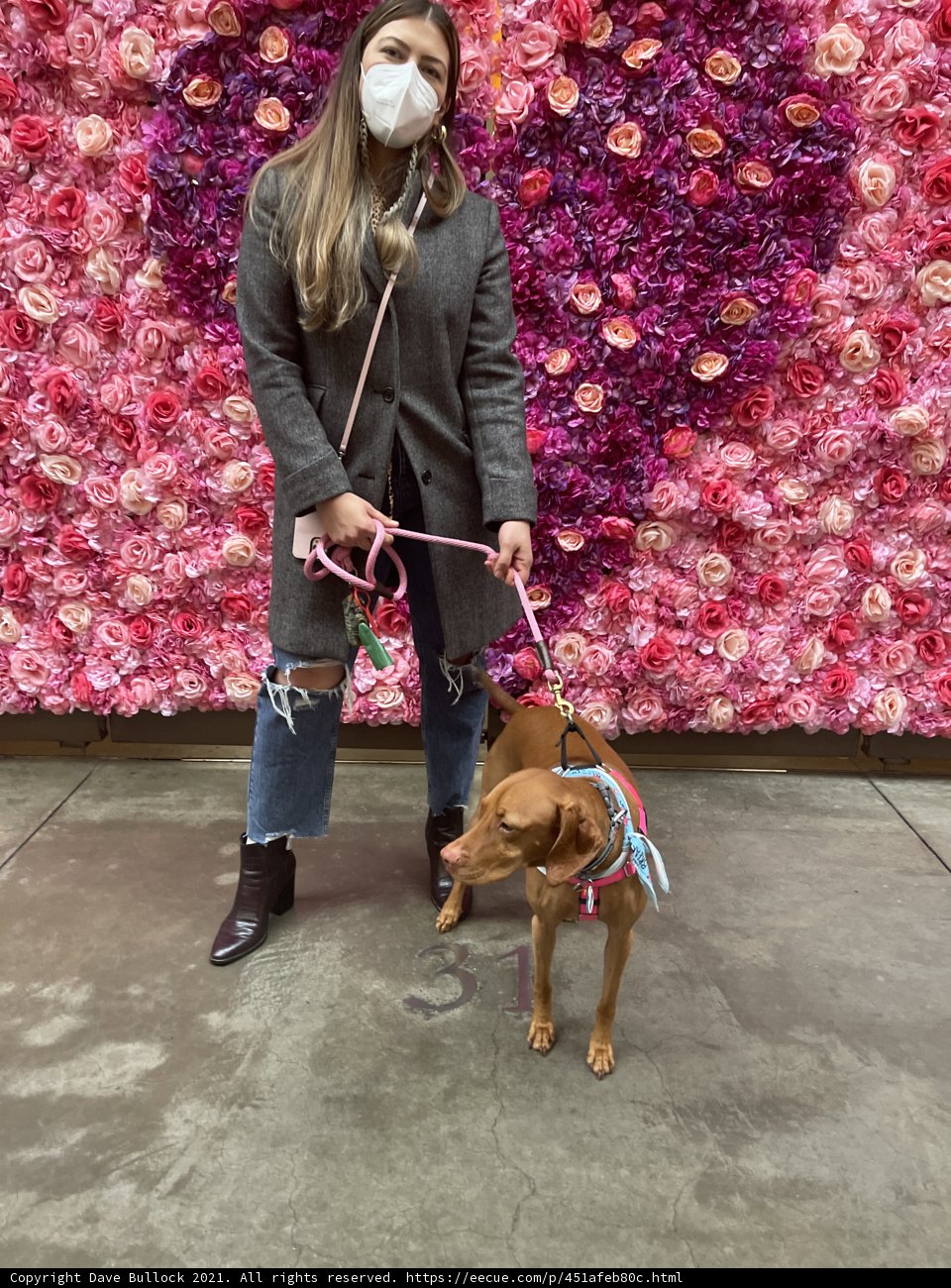 Dog-Walking Among the Flowers
