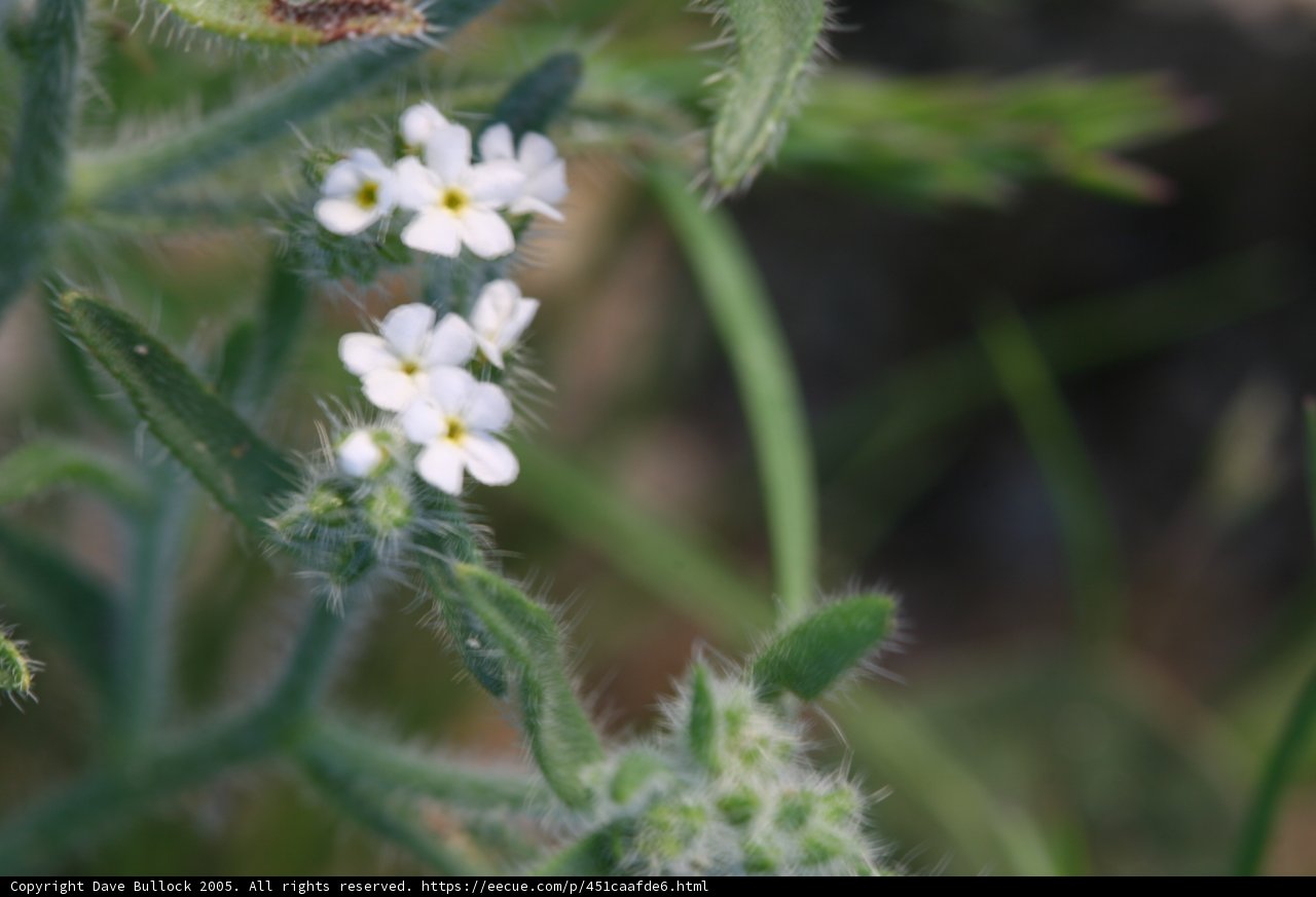 Graceful Geranium