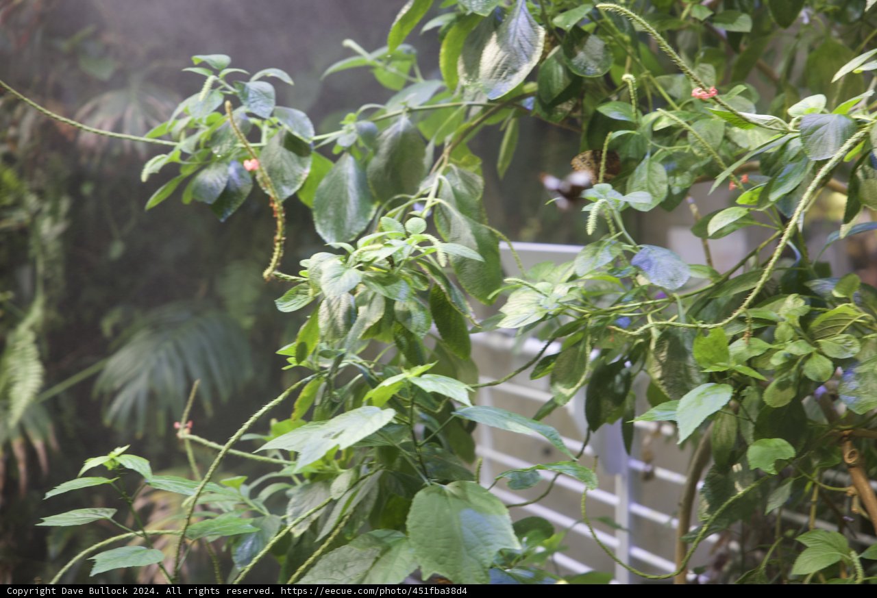 Verdant Charm of California's Rainforest - 2024