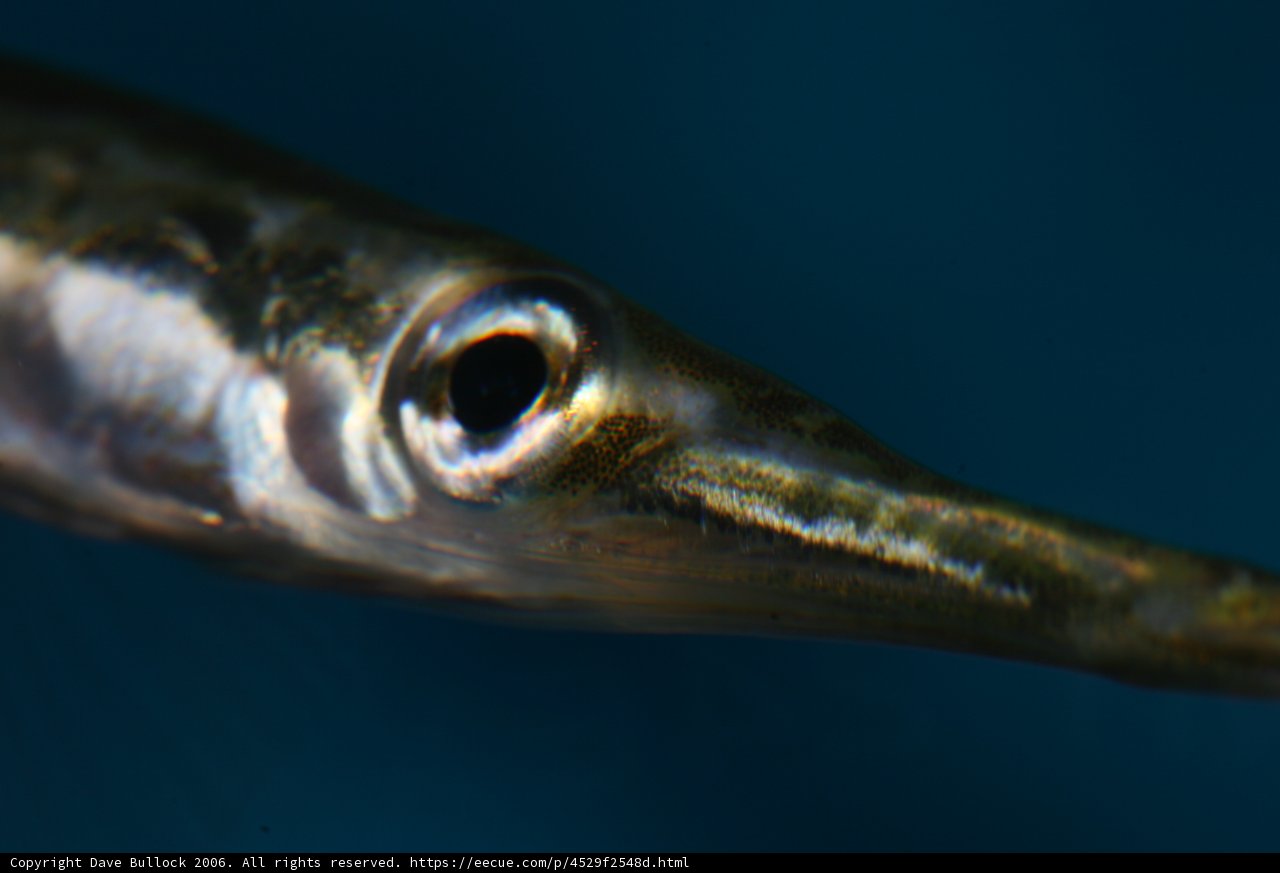 Long-toothed Fish