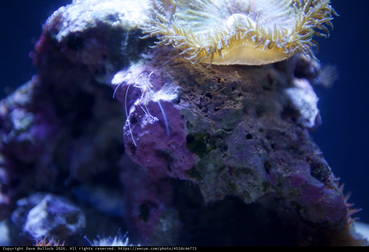 Vibrant Marine Life: Purple Anemone and Yellow Coral Polyps