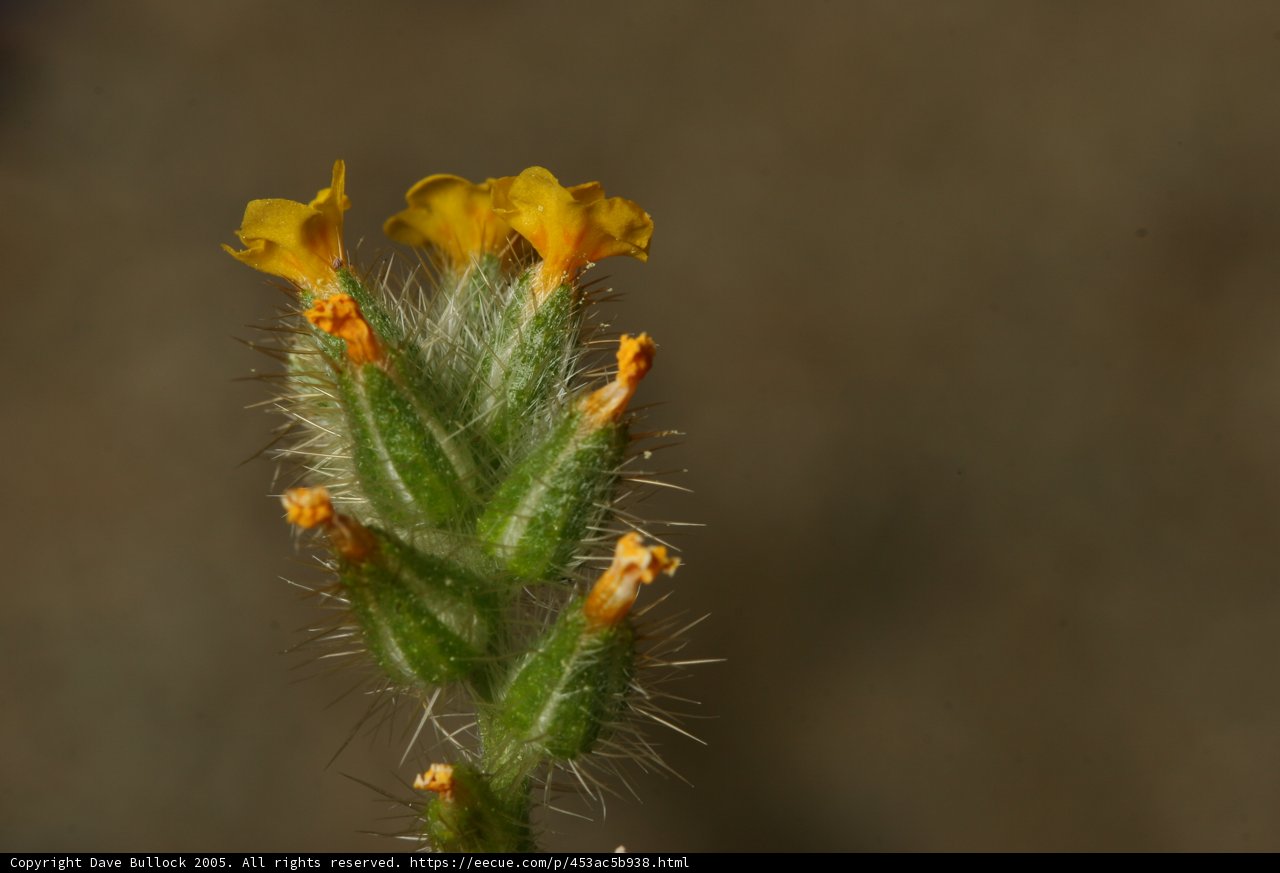 A Sunny Yellow Bloom