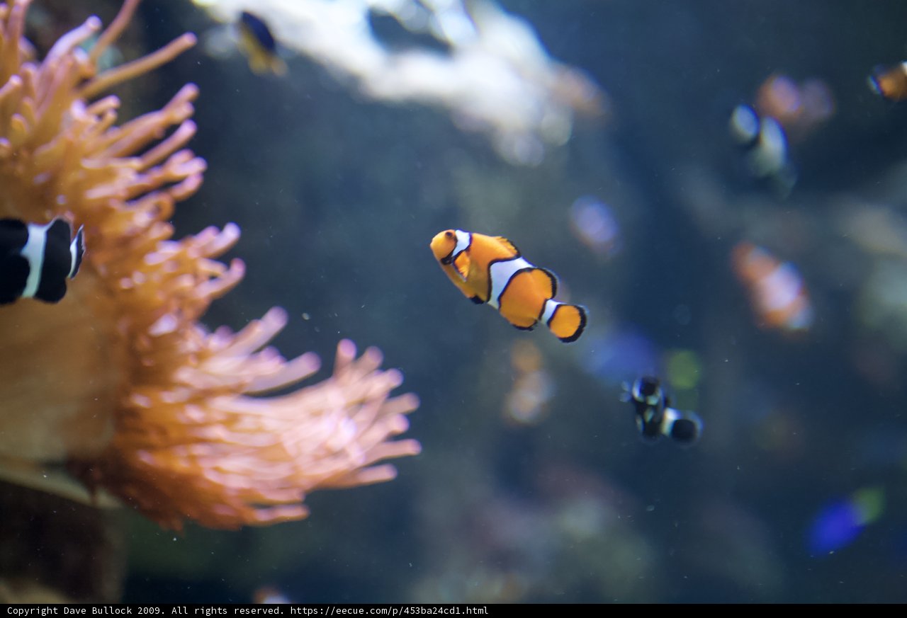 Clown Fish and the Anemone