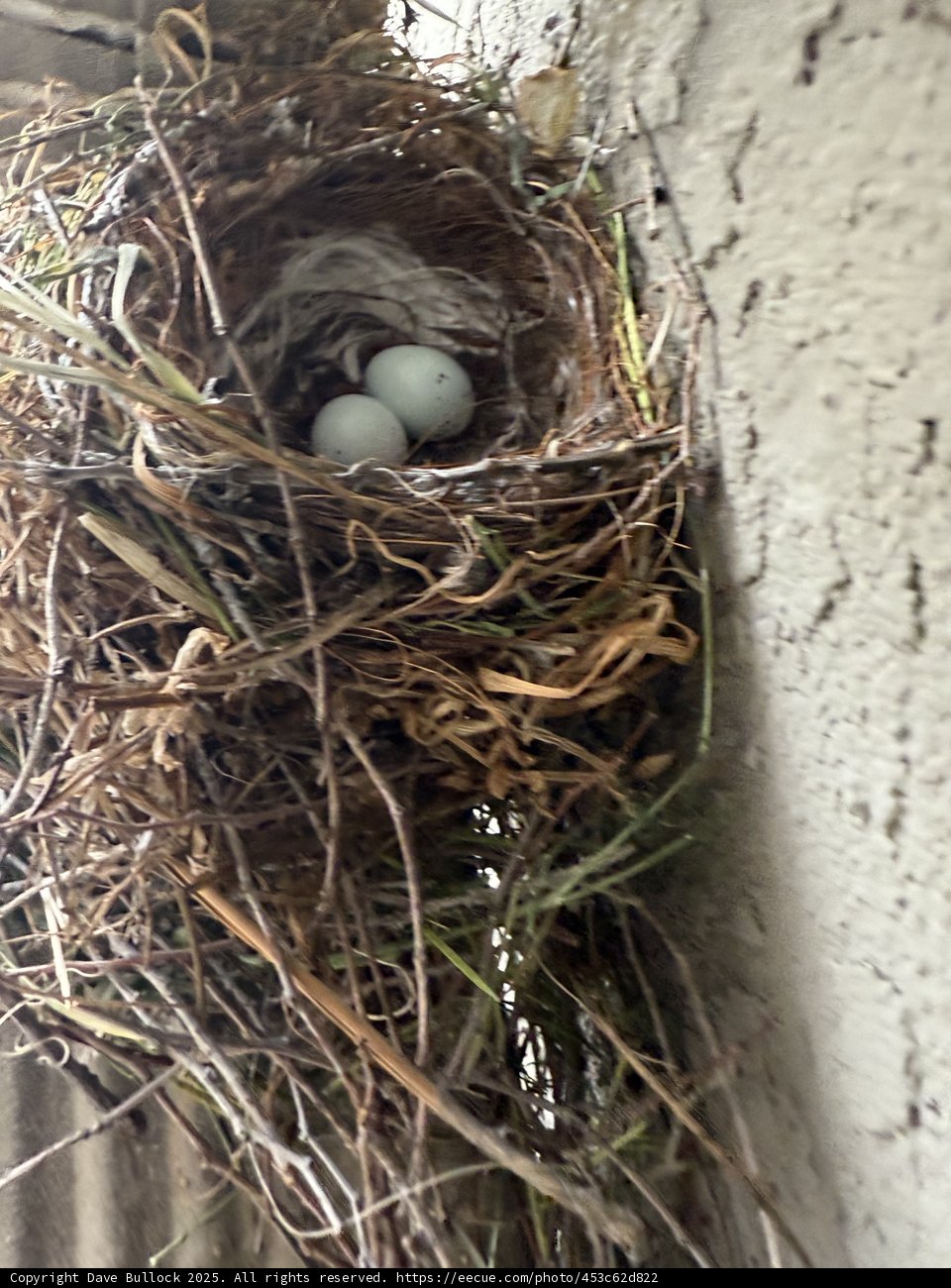 Nestled Beginnings