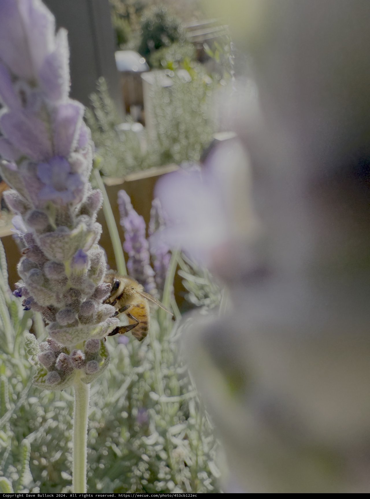 Bee Foraging on Purple Lavender Flowers