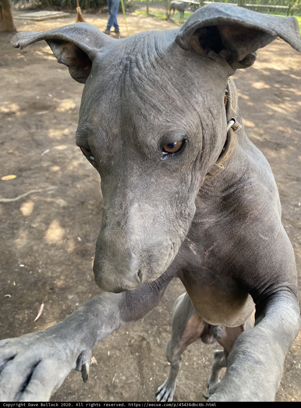 Gray Weimaraner in Xochimilco