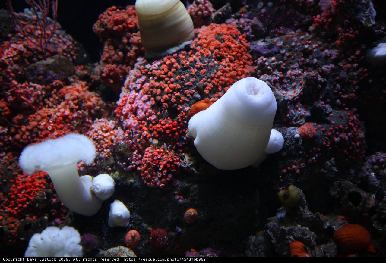 Vibrant Coral Reef with White Sea Anemones