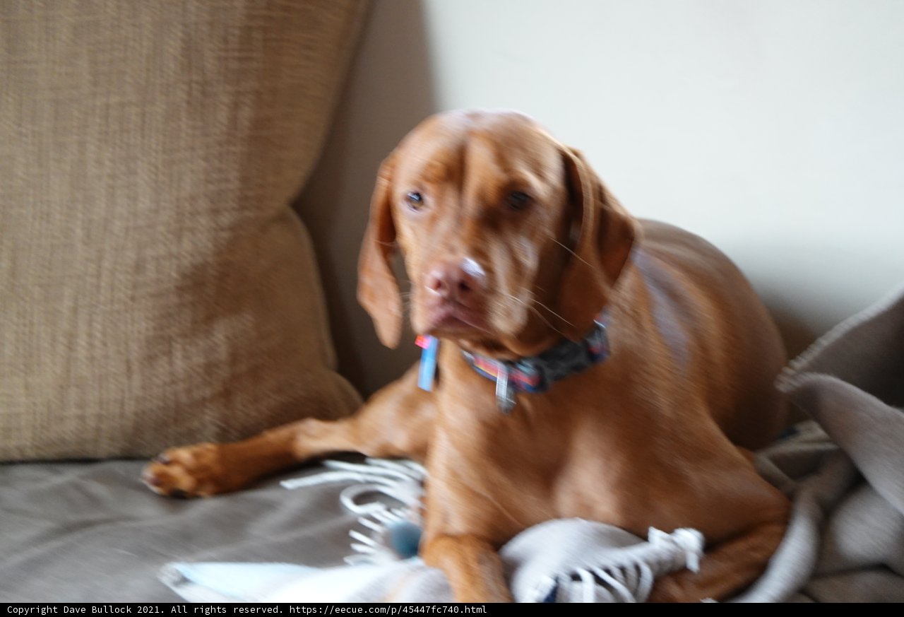 A Hound's Home Comforts