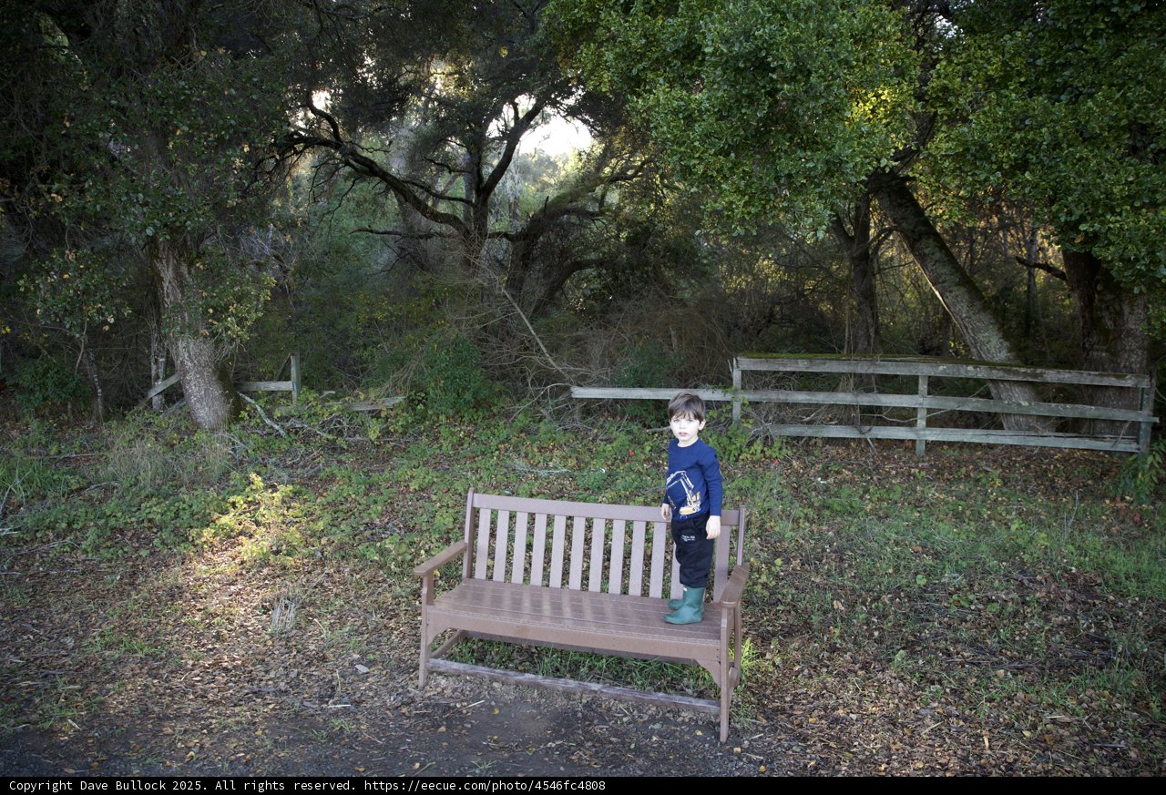 Woodland Wonder at Thistlewyck - Filoli
