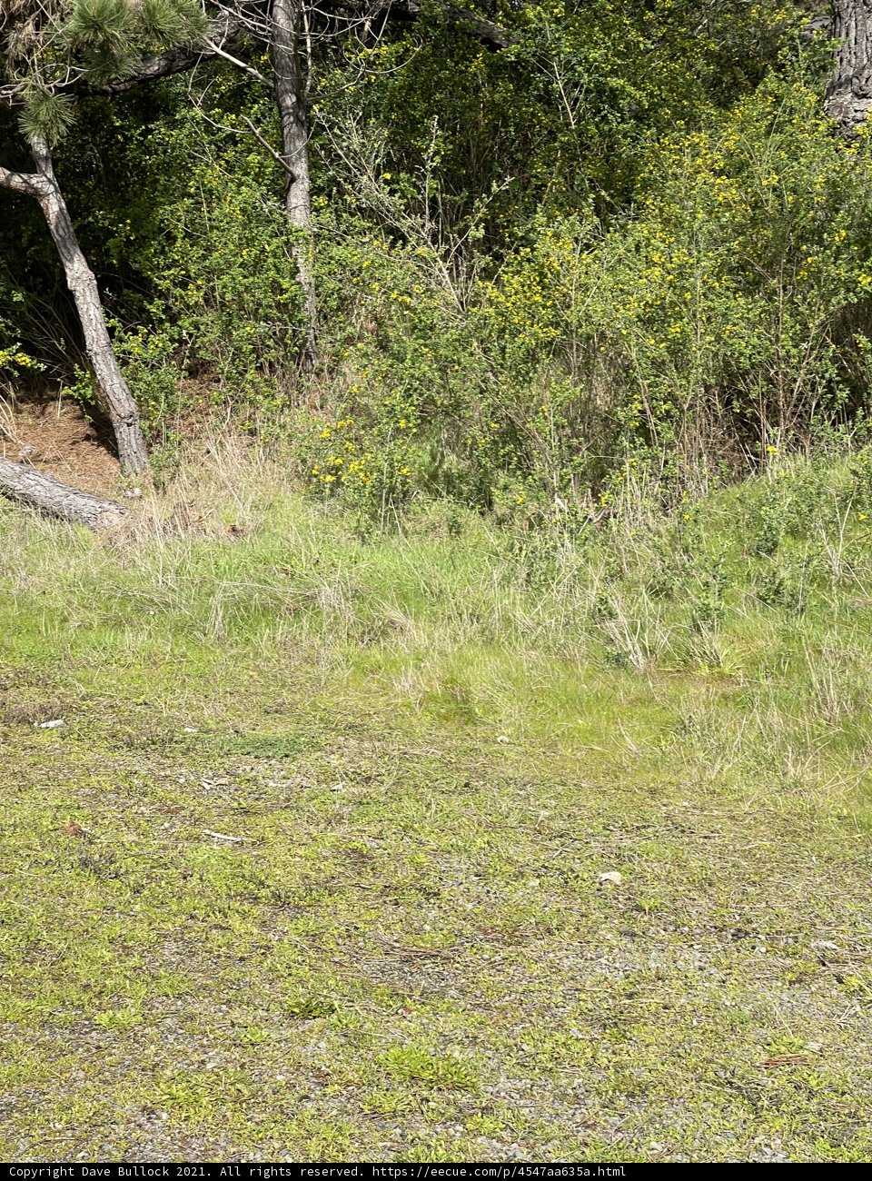 Bear in the Wild