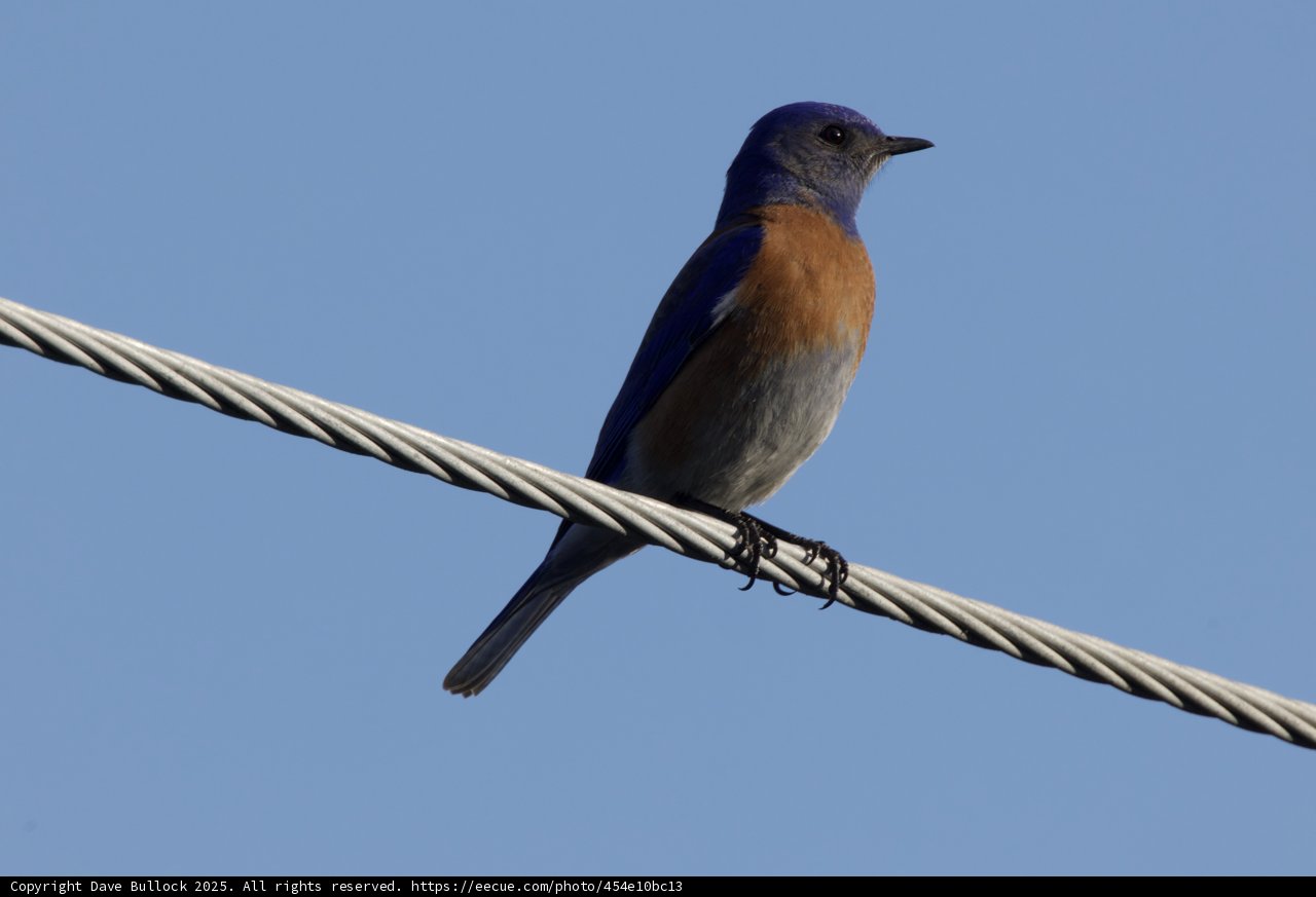 Tranquil Perch