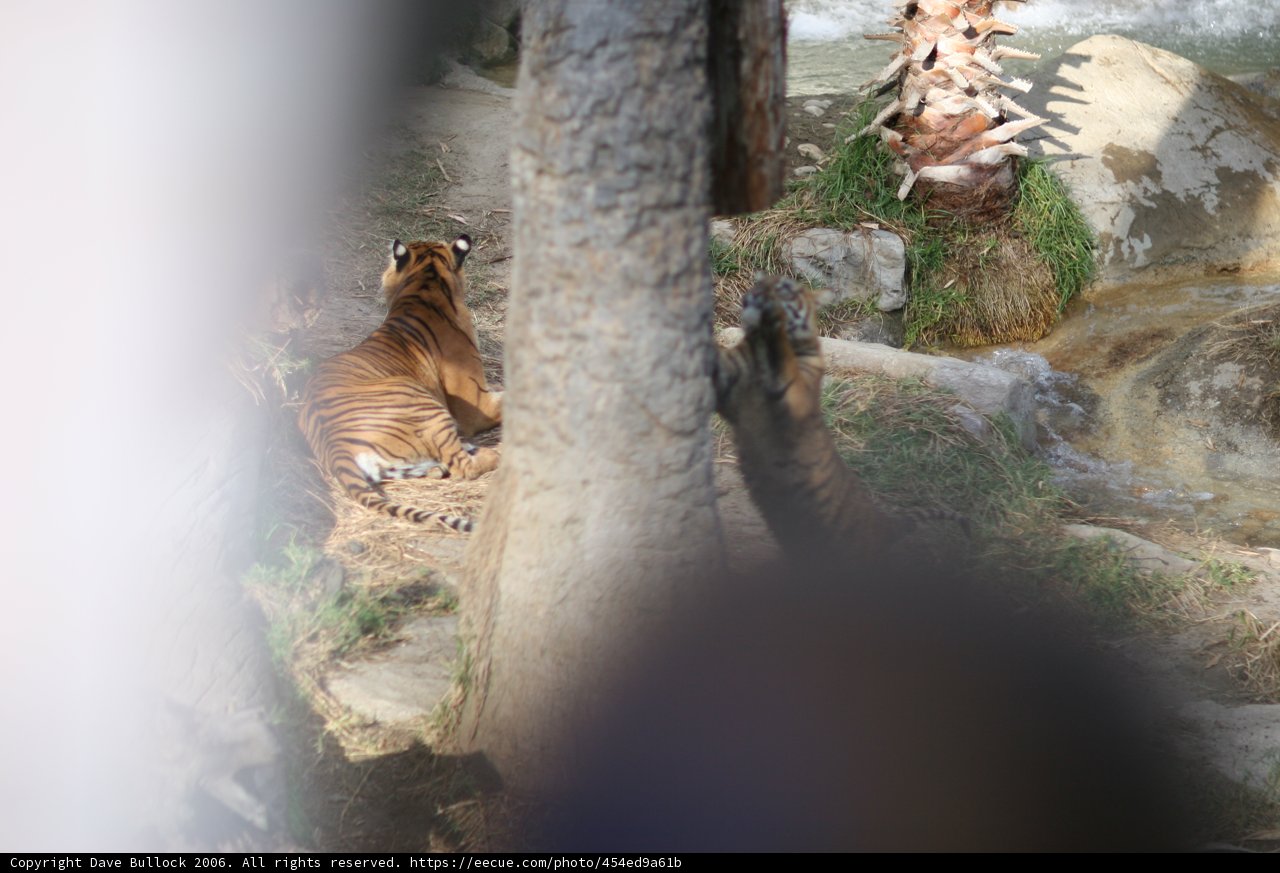 Majestic Tiger Out in the Wild