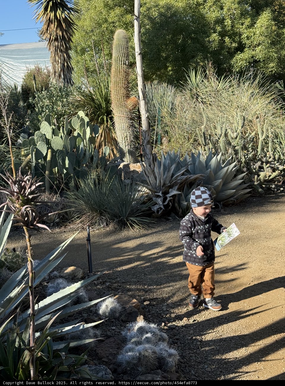 Little Explorer in the Cactus Garden