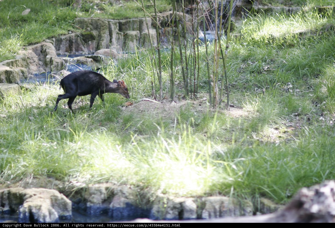 Majestic Black Deer Grazing