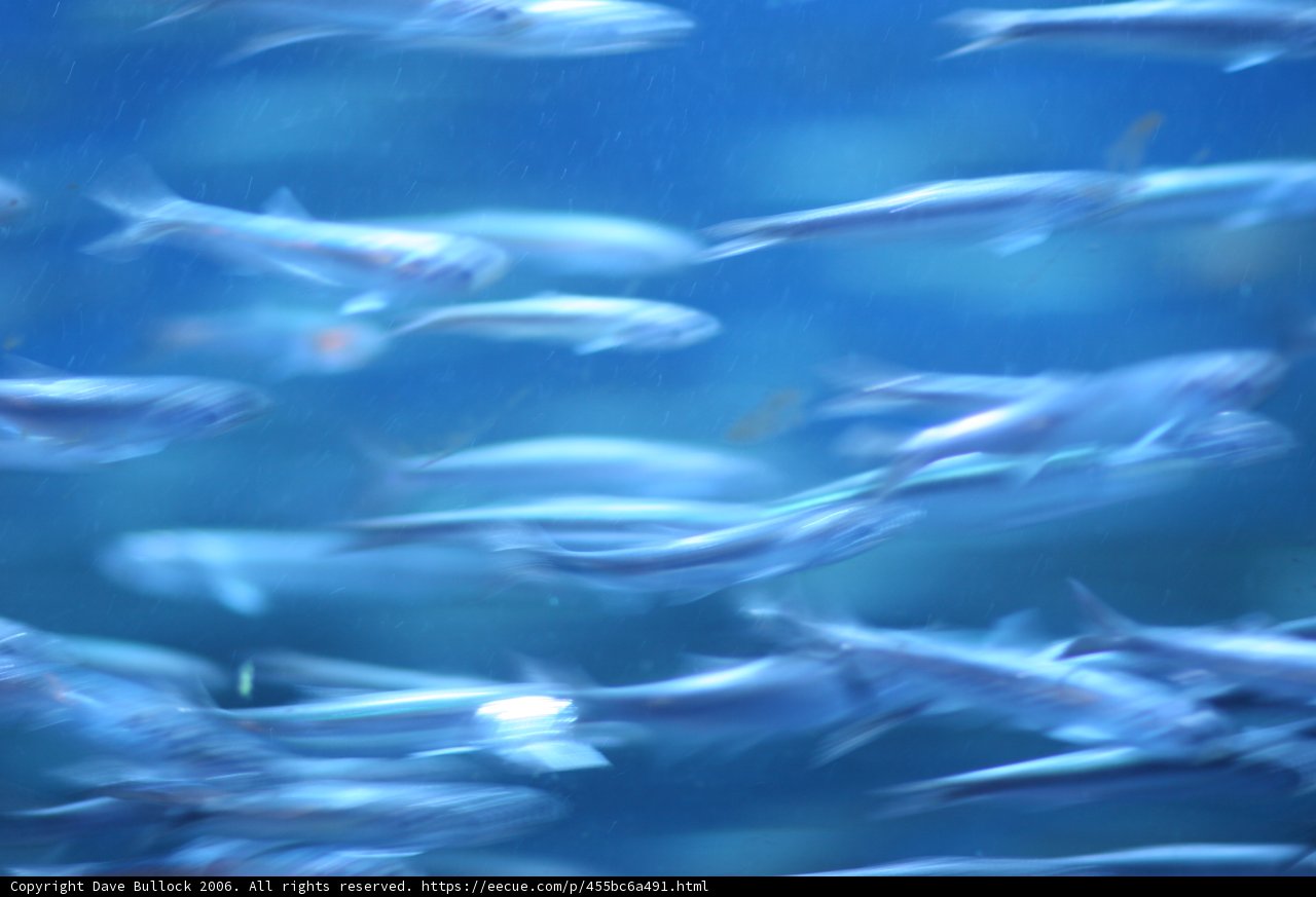 School of Herring and Sardines