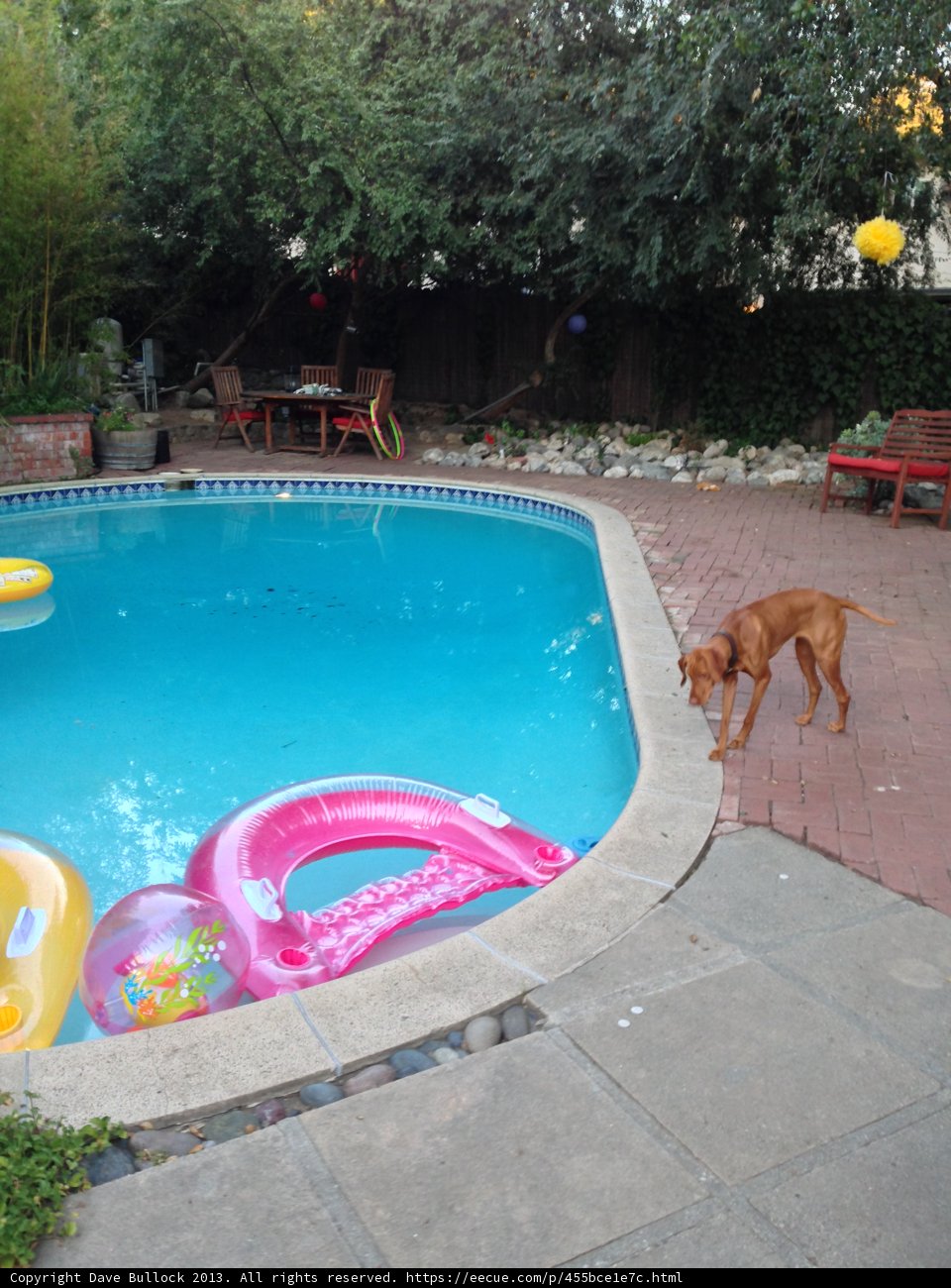 Dog Days of Summer