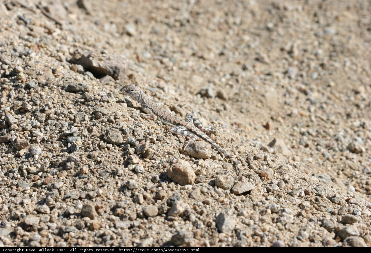 Basking in the Dirt