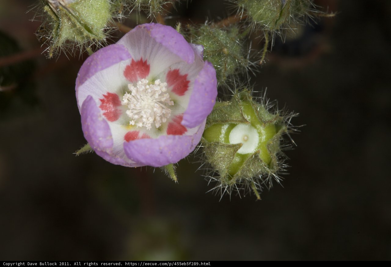 Beauty in Detail
