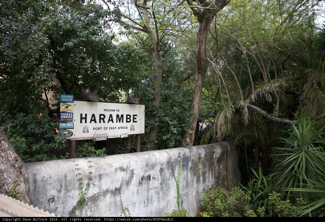Remembering Harambe at Disney's Animal Kingdom