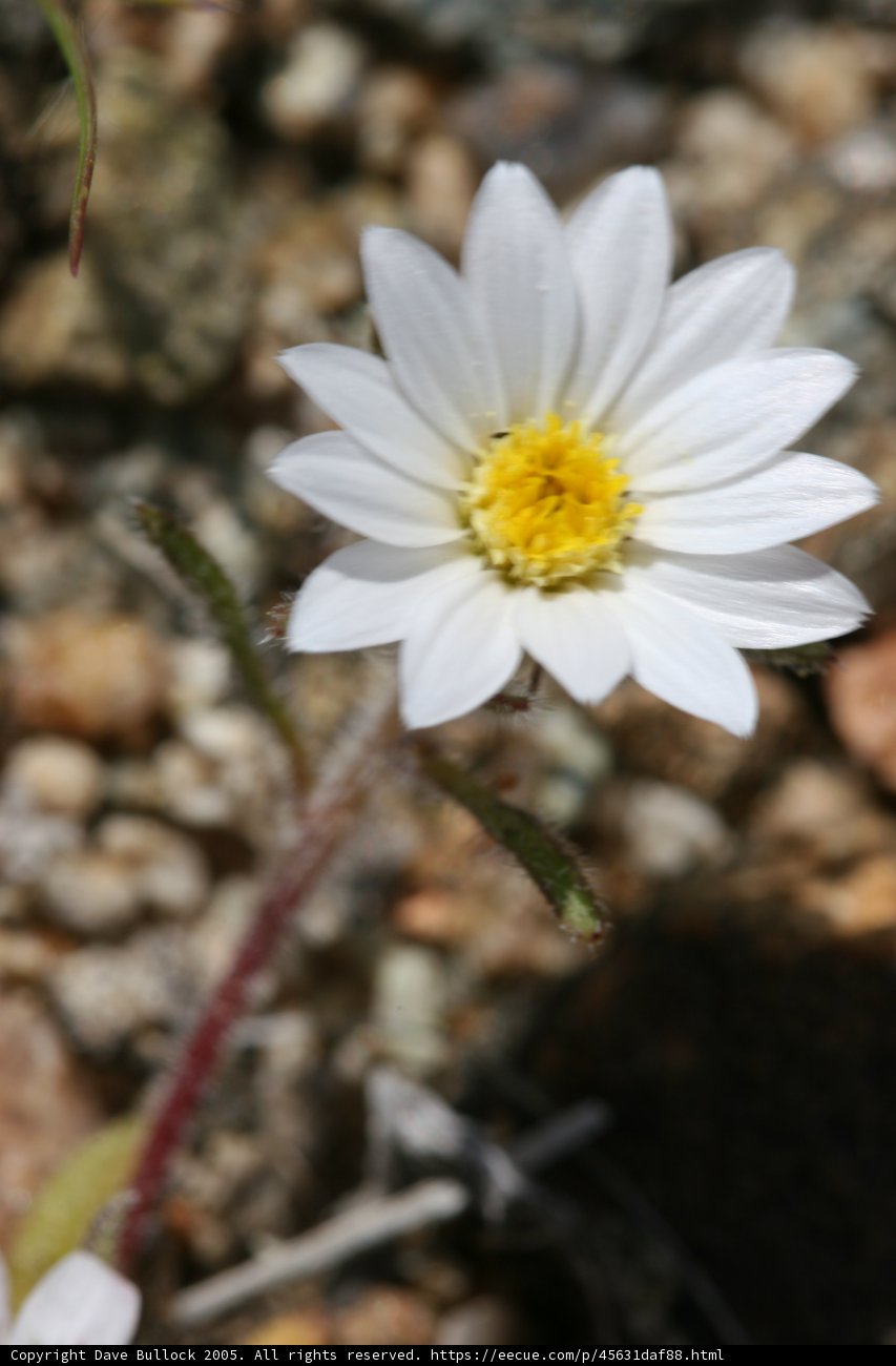 Solitary Beauty