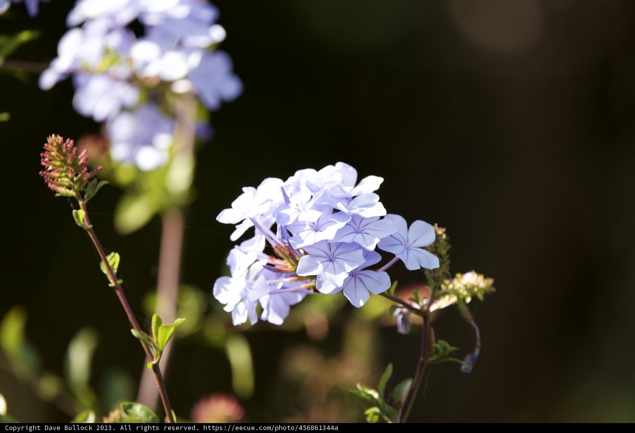 Vibrant Purple Geraniums under November Sun: A 2023 Collection