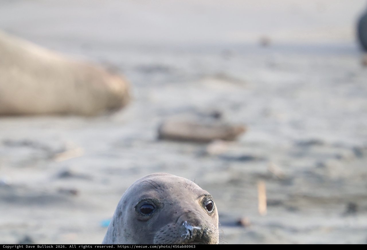 Curious Elephant Seal Pup at Drakes Beach