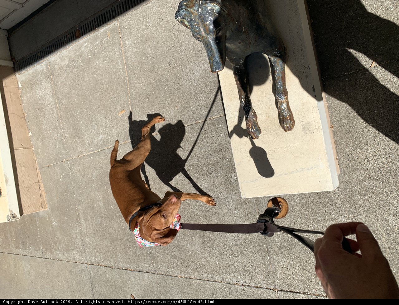 Canine Companion on a Leash