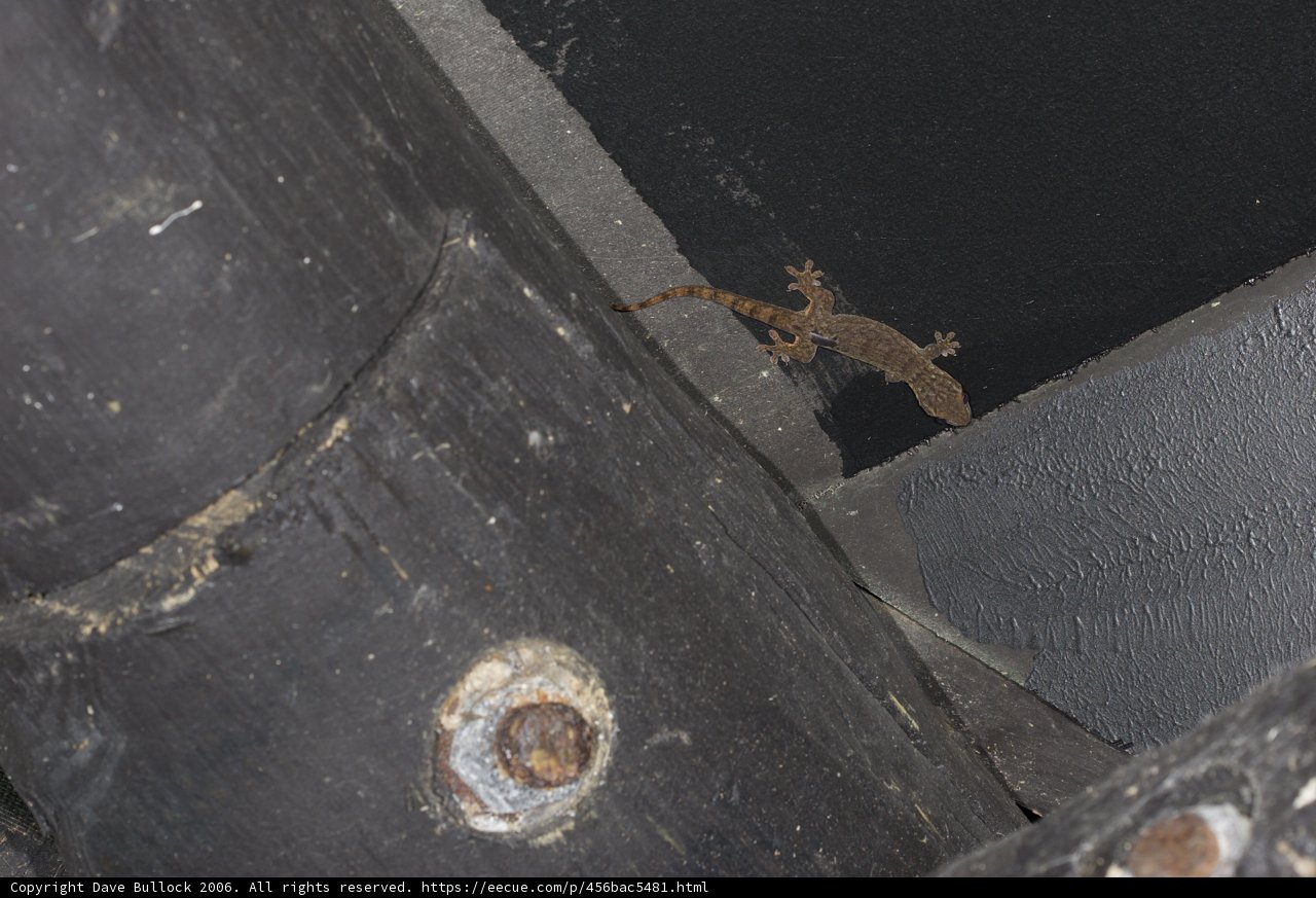 Gecko Perched on a Building Wall