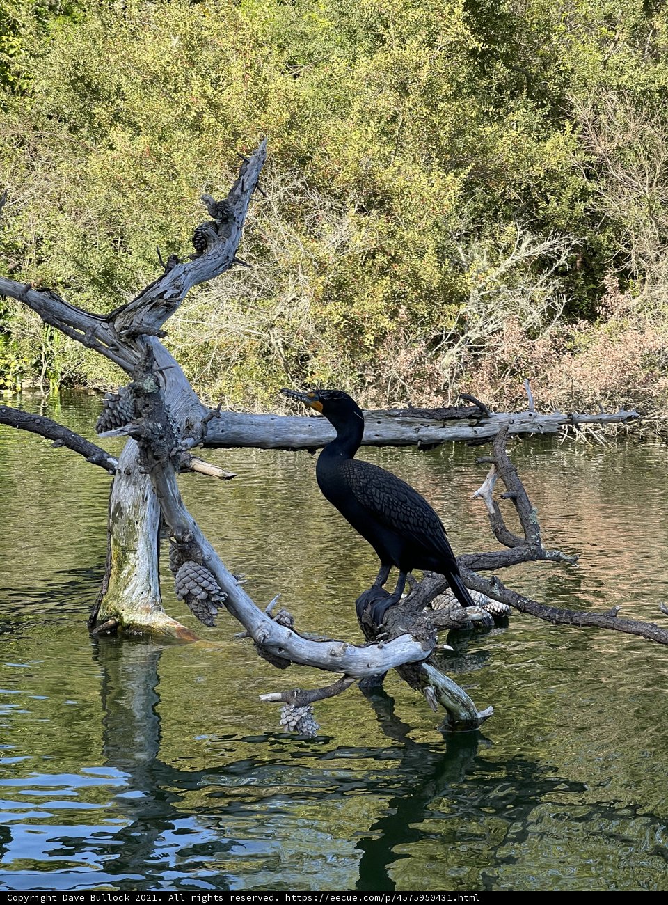 Cormorant on a Tree Branch in Stow Lake
