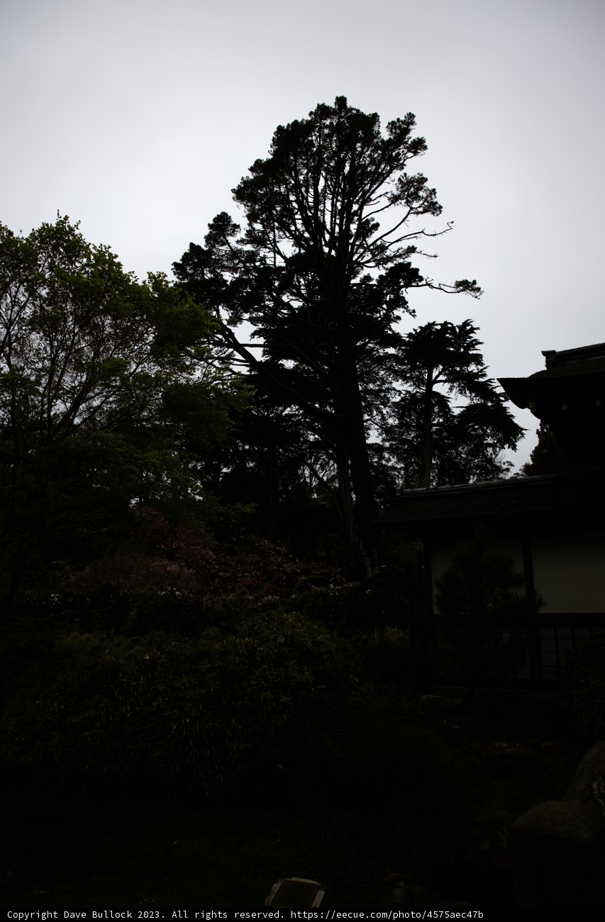 Serenity in the Japanese Tea Garden