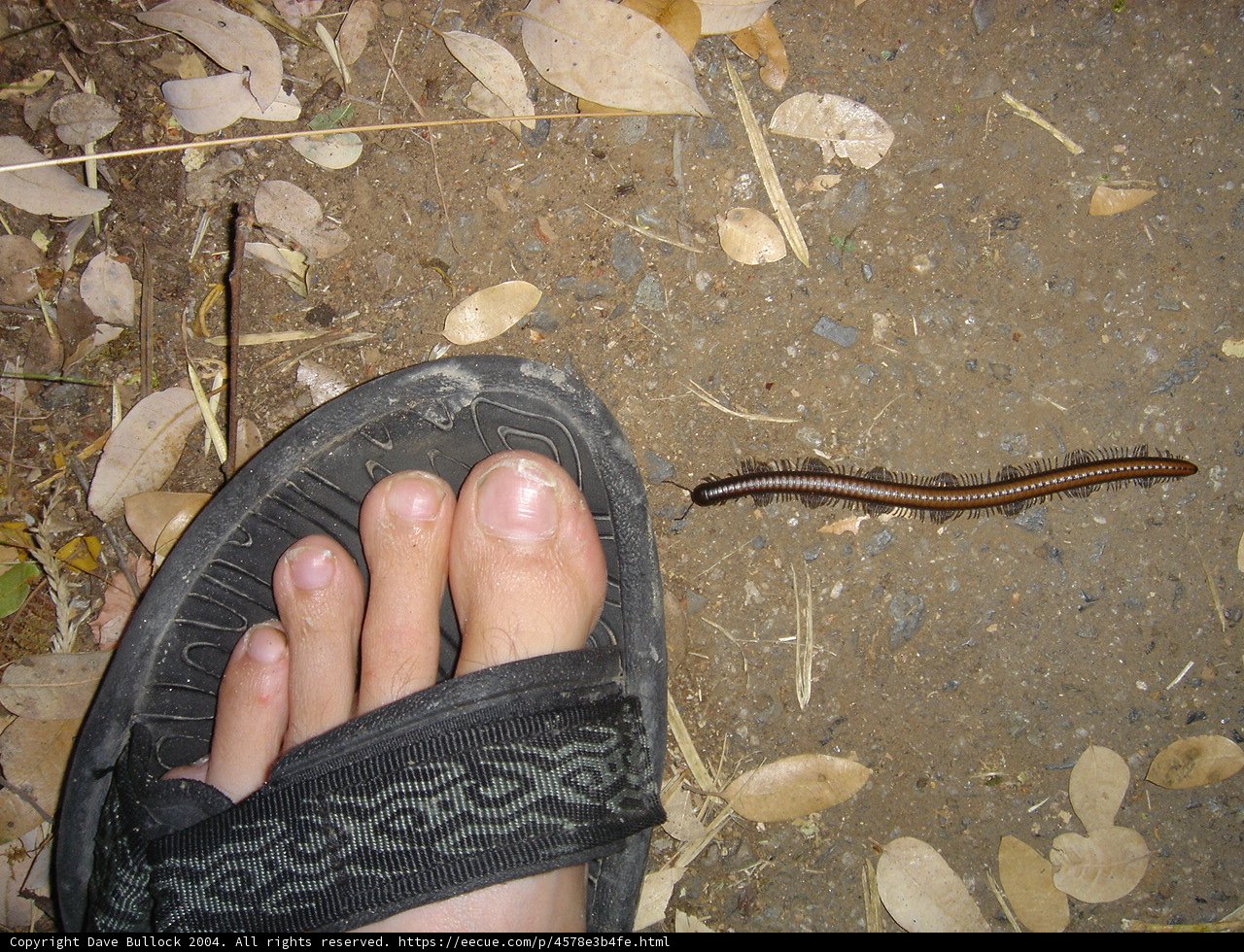 Unwanted Guest on My Foot