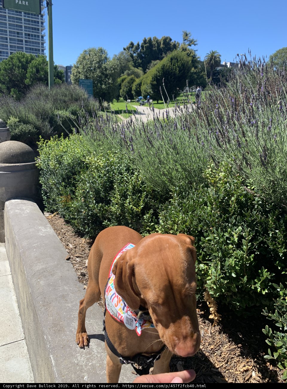Canine on a San Francisco Sidewalk