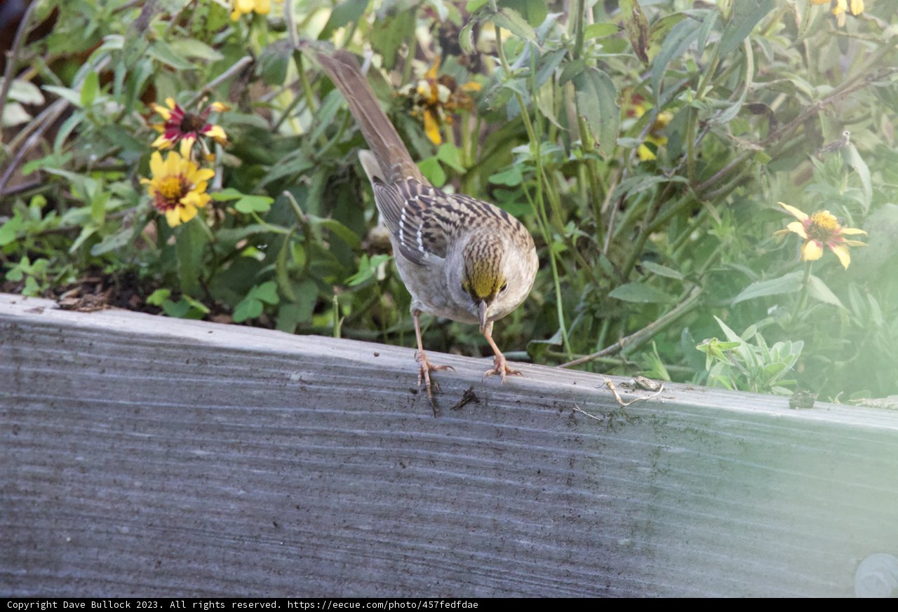 Sparrow's Serenity at Fort Mason
