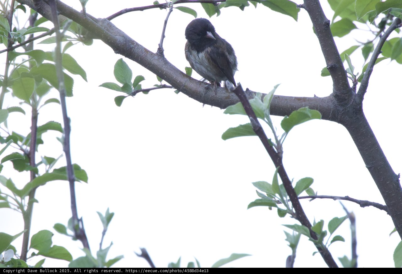 A Quiet Perch