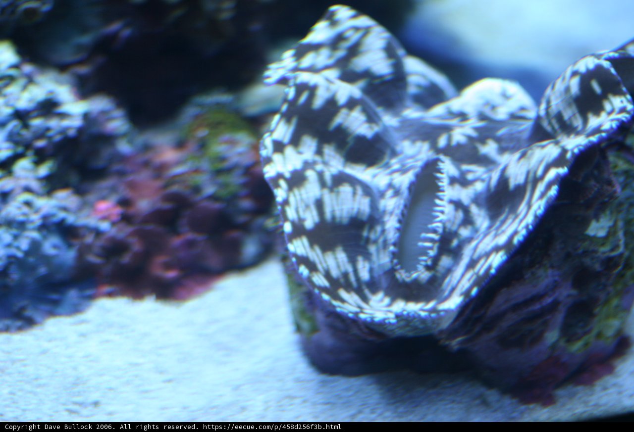 Majestic Clam Shell in the Reef
