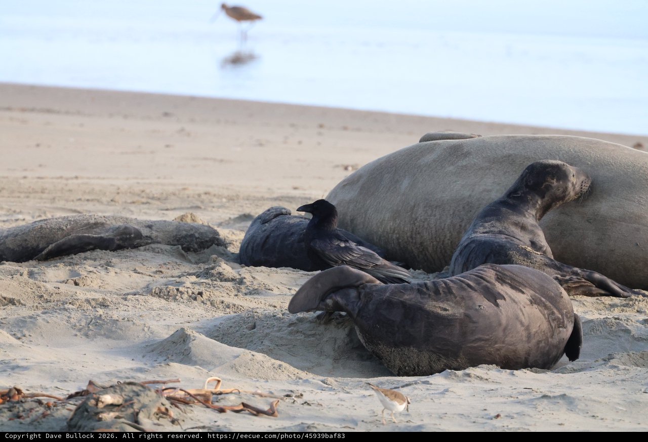 Elephant Seals Resting on Drakes Beach with Crow