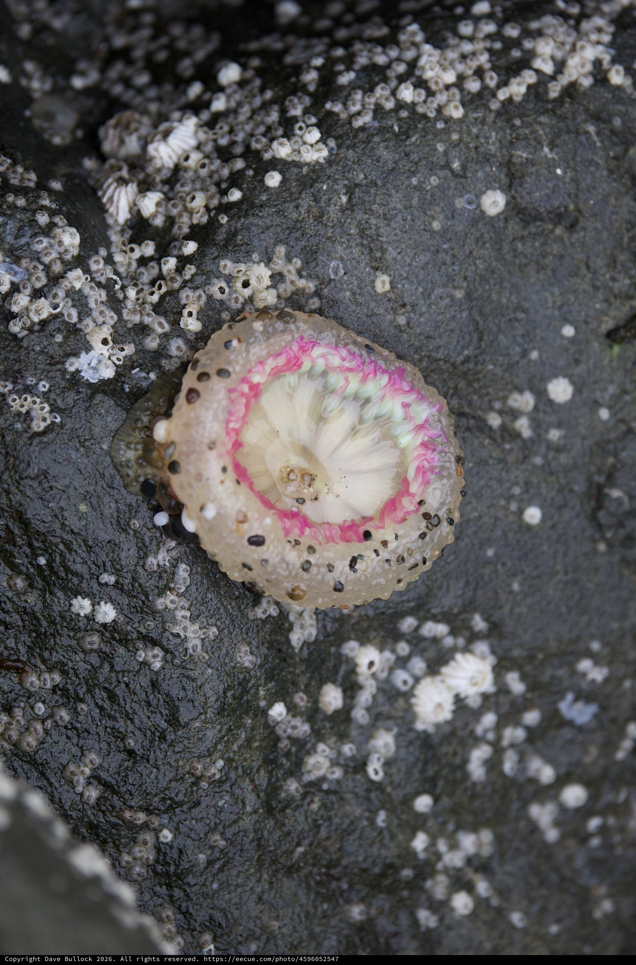 Vivid Pink Anemone Exposed at Low Tide