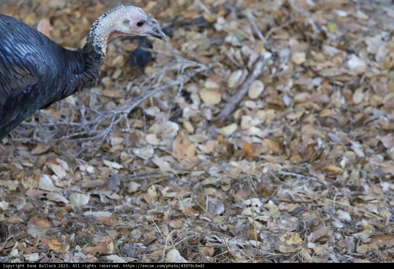 Wild Turkey Amidst Autumn Leaves
