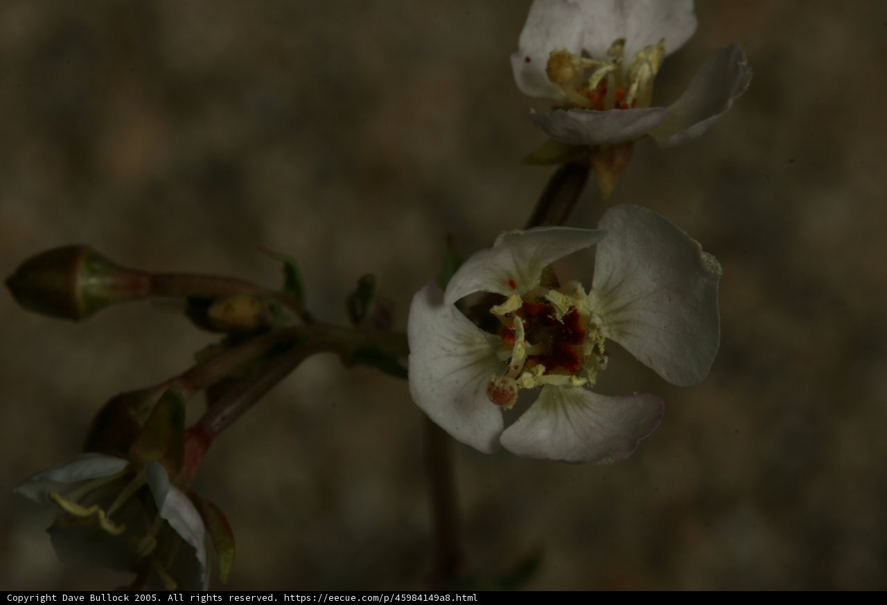 Close-up of a Pollen-covered Flower