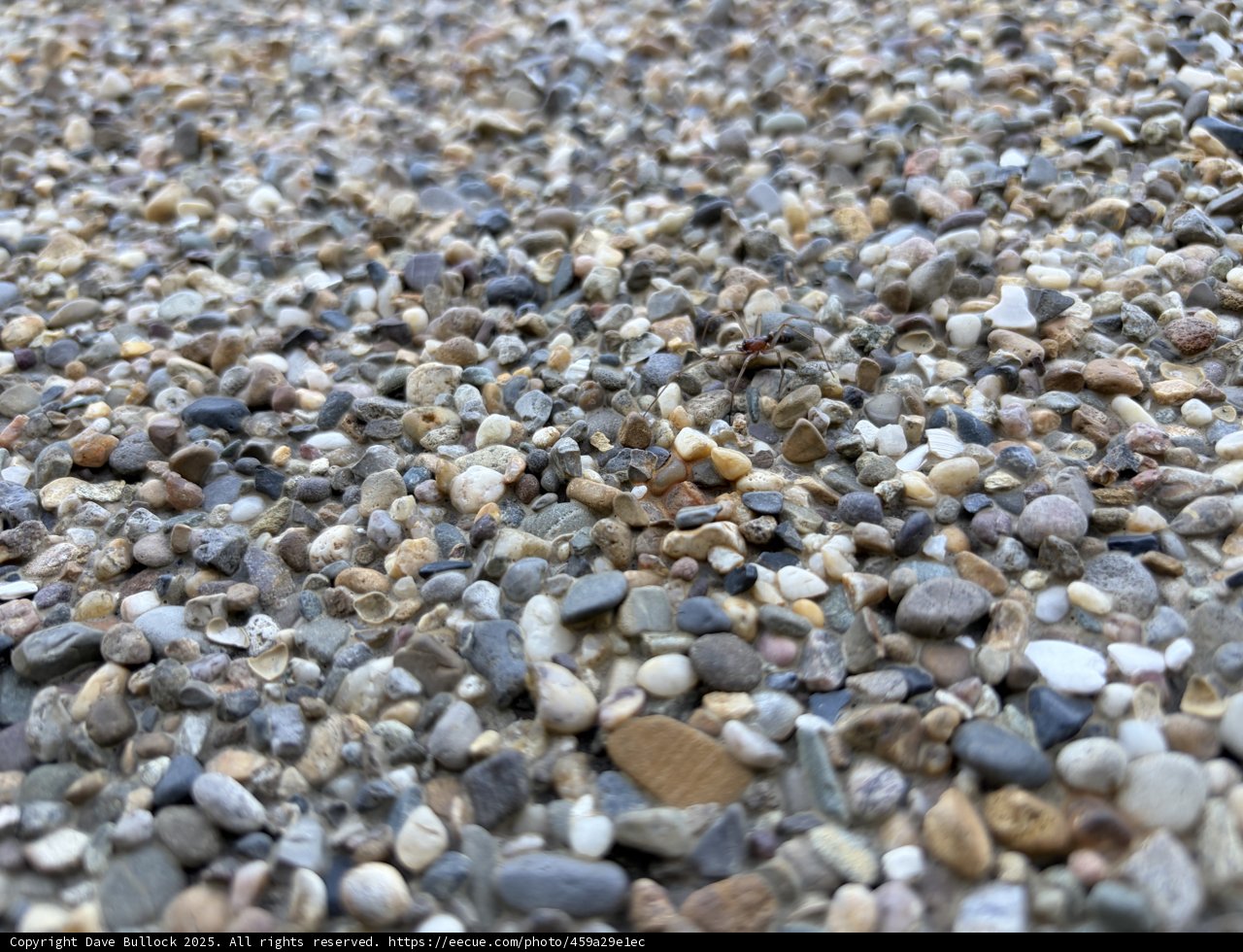 Hidden Life Amidst Pebbles