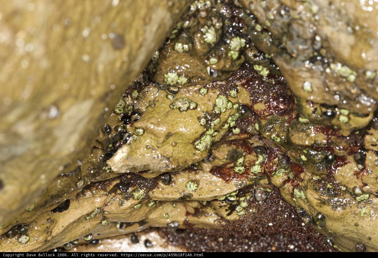 Algae-covered Rock in Nature