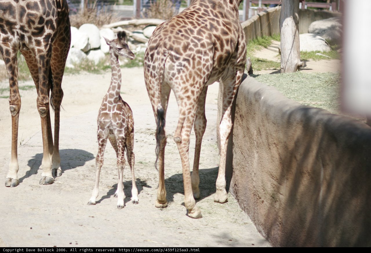 Adorable Baby Giraffe at the Zoo