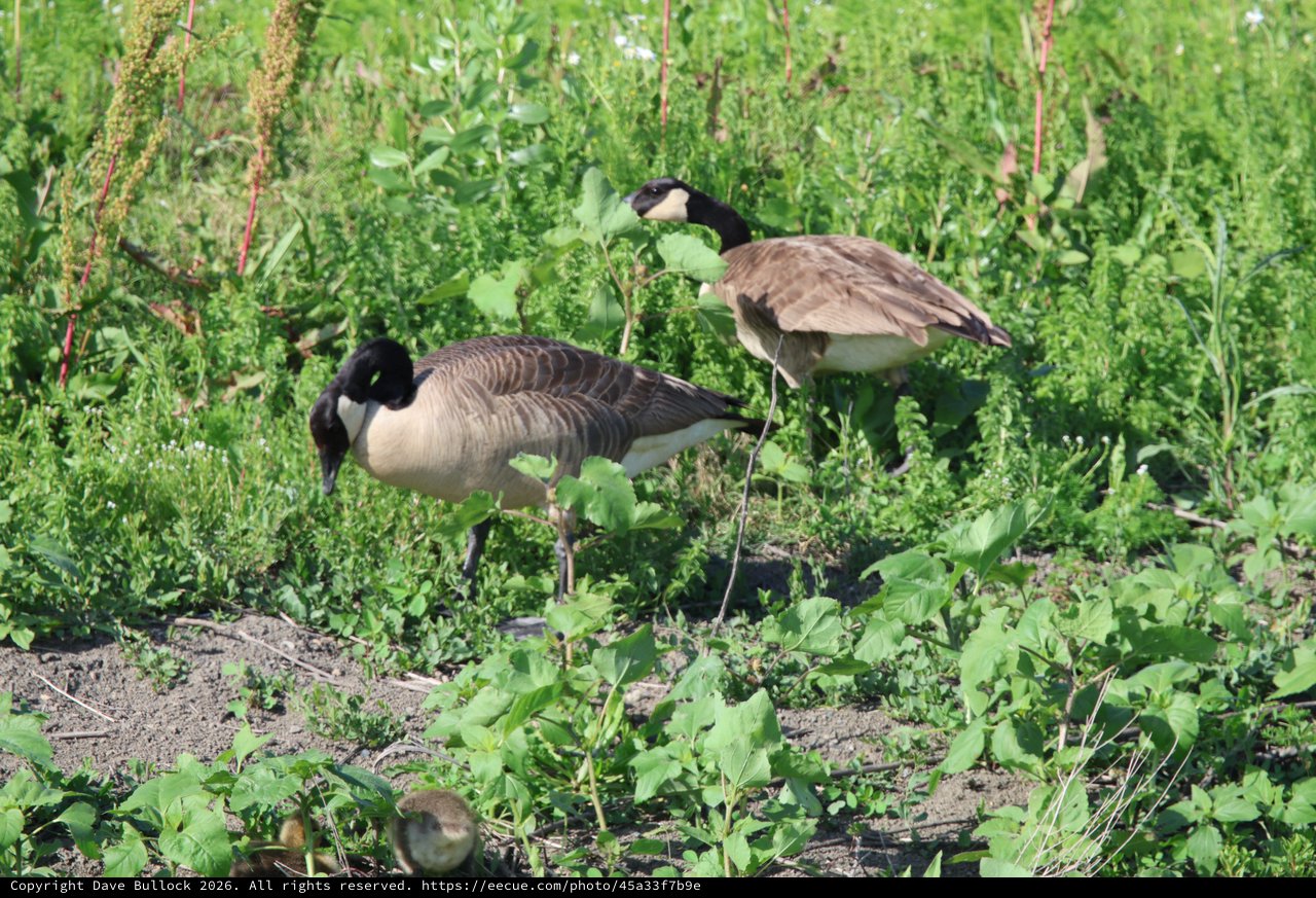 Canada Geese Pair Foraging in Wetland Vegetation