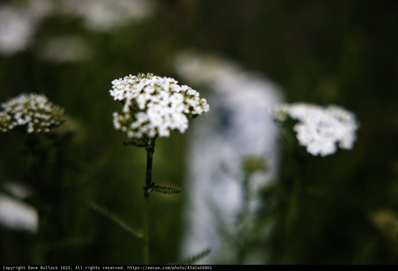 Delicate White Blossoms